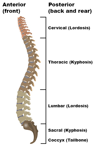 Illustration of human spine from the side showing the kyphosis and lordosis curvatures.
