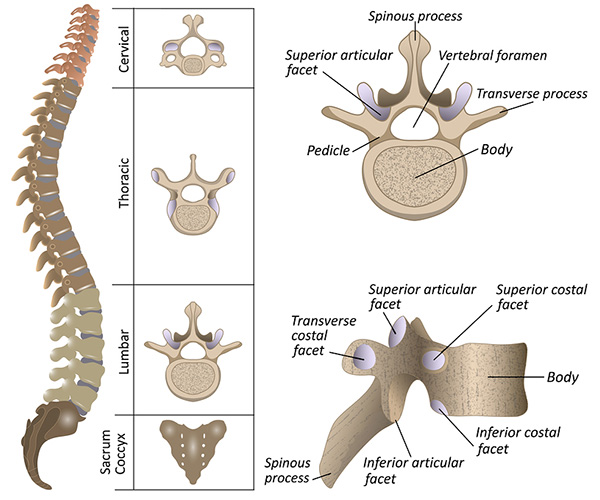 Image: Graphic of spine anatomy with segments and structures labeled.