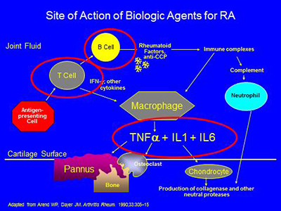 Site of action of bioligic agents for RA