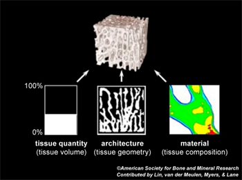 Graphic: example of musculoskeletal imaging