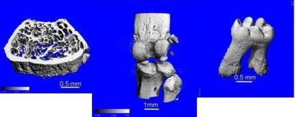 Graphic: phenotype characterization of bone and teeth