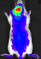 Image - Radiographic image of a nanocarrier