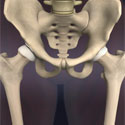 3D skeletal rendering of pelvic area including the hip bones