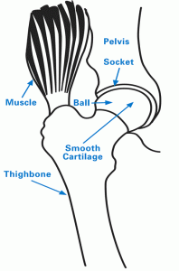 Illustration of a healthy hip joint