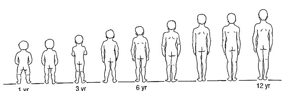 Illustration of a average child's angular growth age 1 through 12.