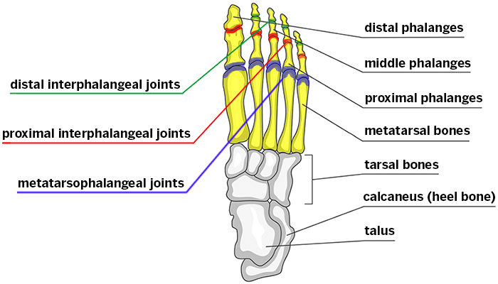 Skeletal structures of the forefoot