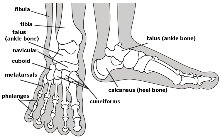 Plantar cacahuetes