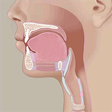 Illustration of normal swallowing anatomy