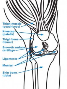 Total Knee Replacement - Healthy Knee Diagram