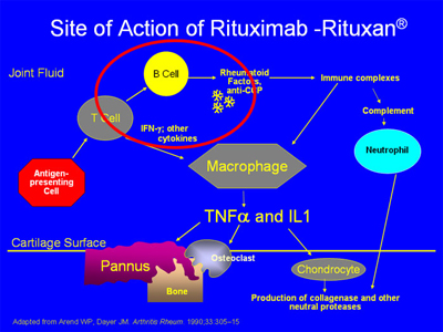 Site of action of Rituximab-Rituxan