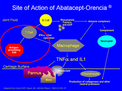 Site of Action of Abatacept-Orencia