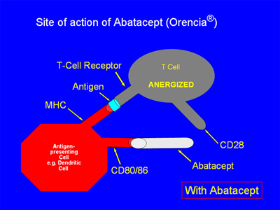Site of action of Abatacept (orencia) 