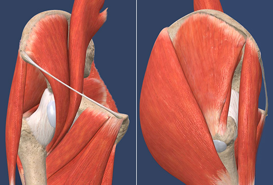 musclulature of the hip