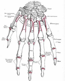Illustration of bones of the left wrist and hand.