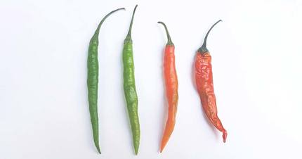Image - Can Capsaicin Cream Help Joint Pain?