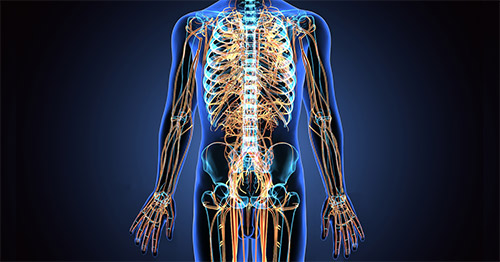Illustration of the central nervous system.