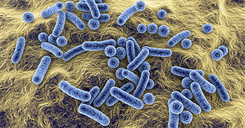 Microbiota.