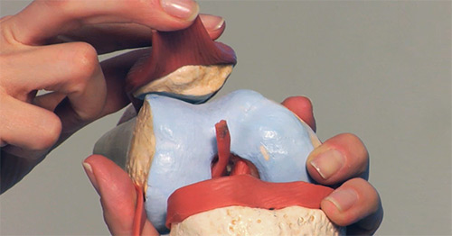 A model of the knee.