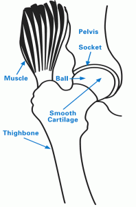 Illustration showing hip with smooth cartilage